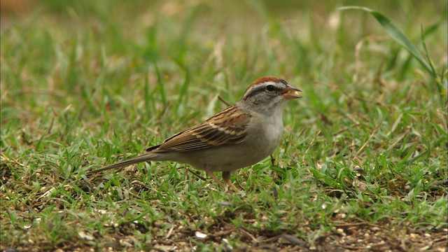 Chipping Sparrow - ML480130
