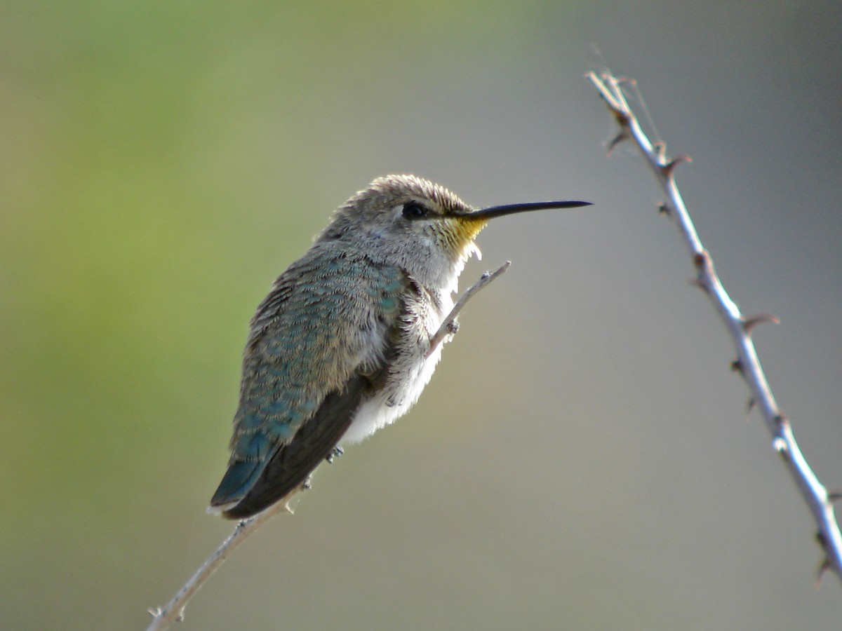 Costa's Hummingbird - Mark D. Read