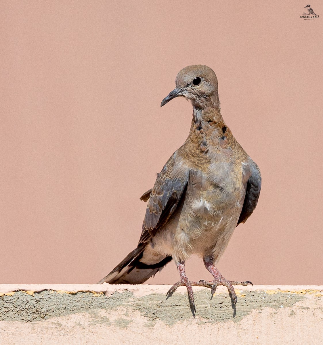 Laughing Dove - ML480136781