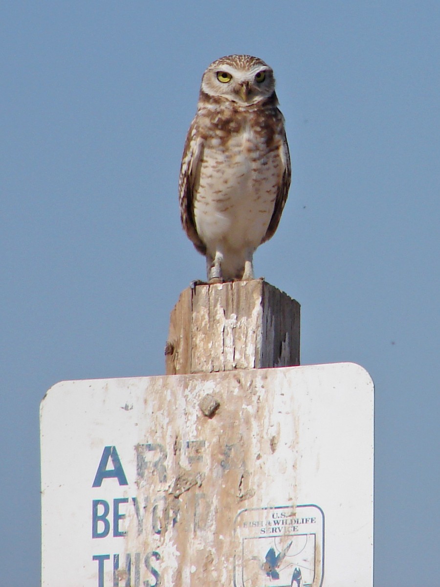 Burrowing Owl - ML48013851