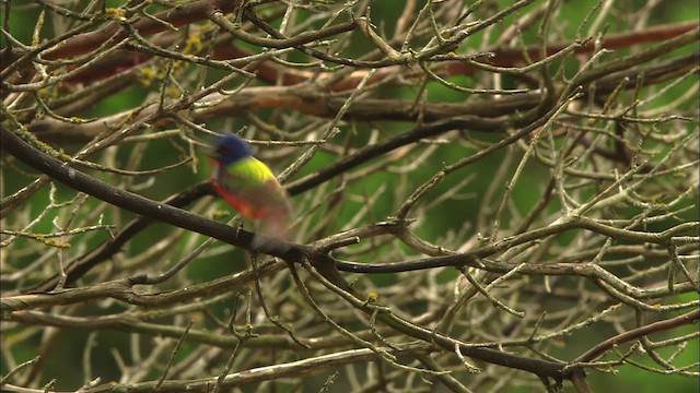 Painted Bunting - ML480145