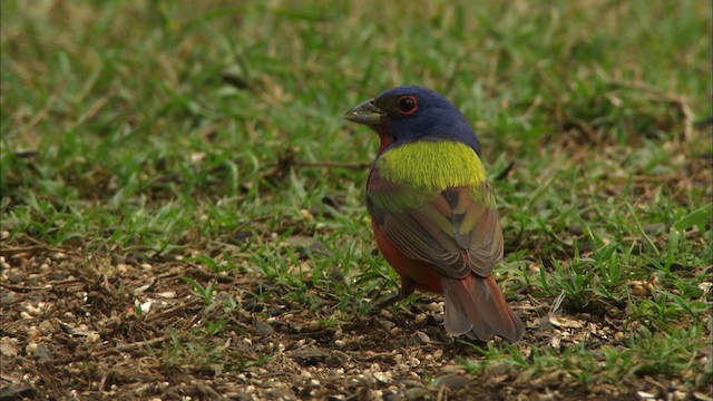 Painted Bunting - ML480147