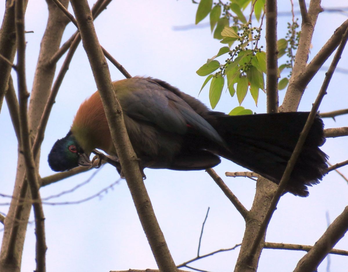 Purple-crested Turaco - Chris Butler