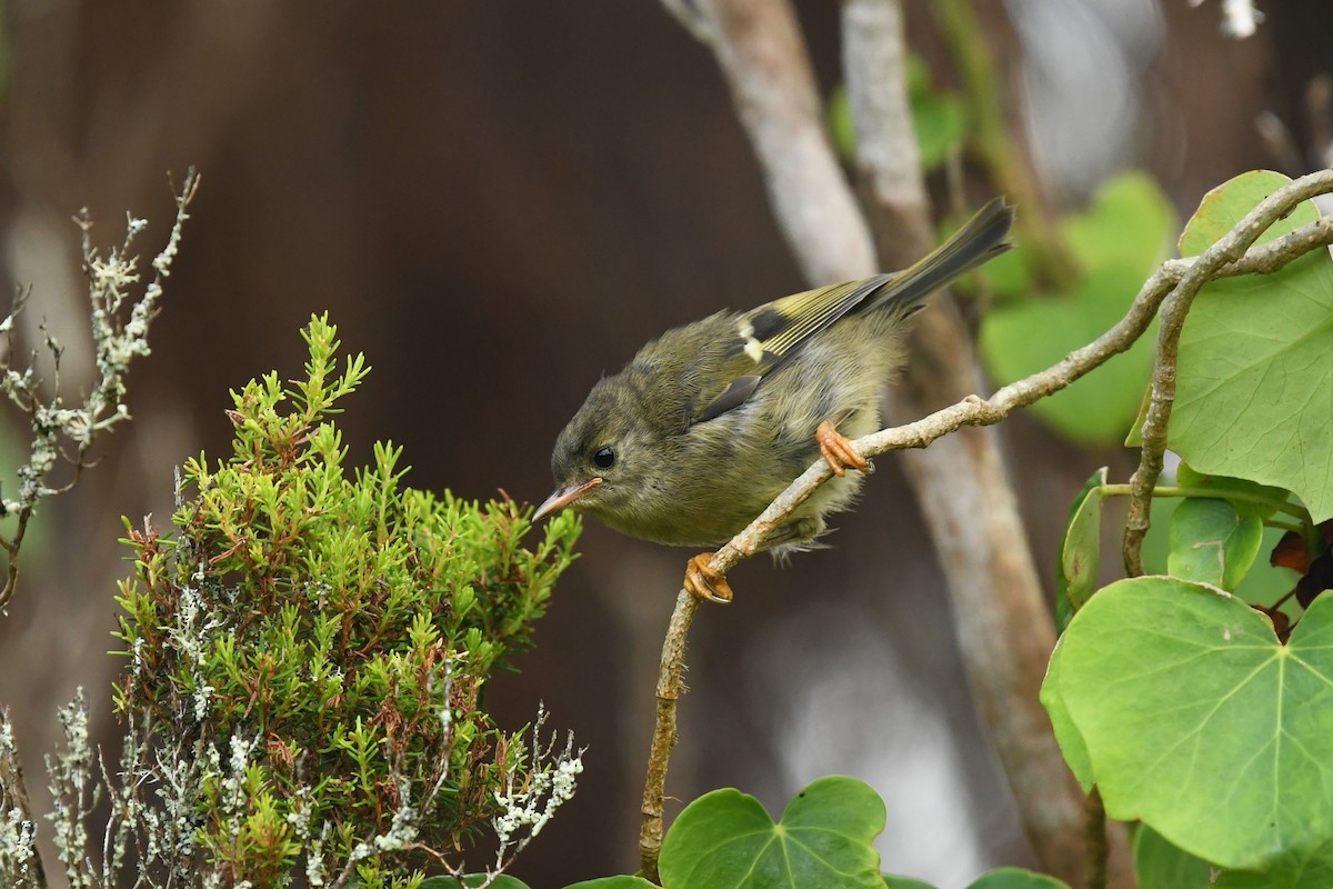 Goldcrest (Western Azores) - Andre Vieira