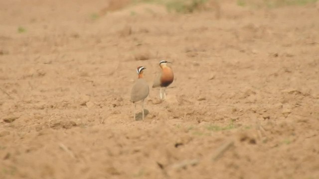 Indian Courser - ML480152881