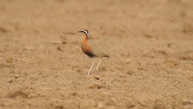 Indian Courser - ML480153531