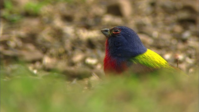 Painted Bunting - ML480156