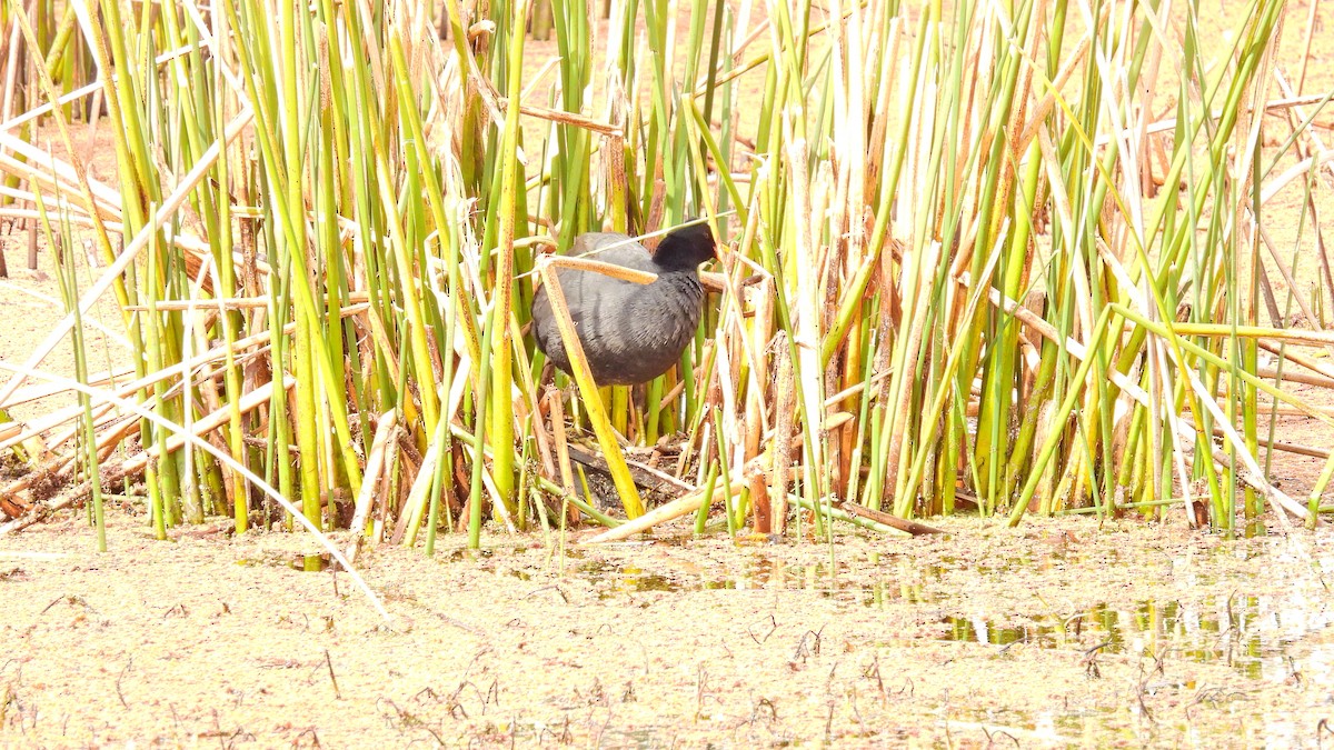 Red-fronted Coot - ML480158011