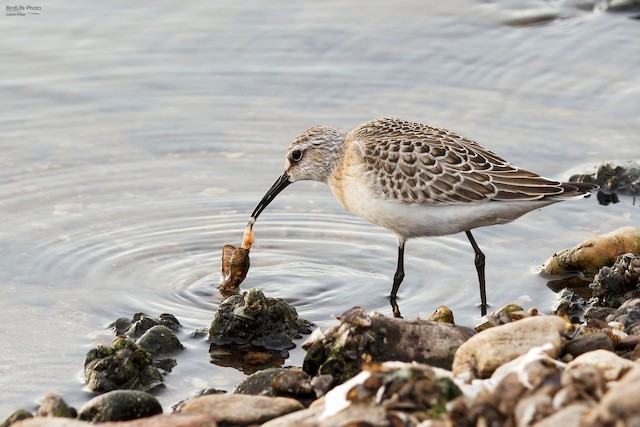 Bird feeding on mollusk. - Curlew Sandpiper - 