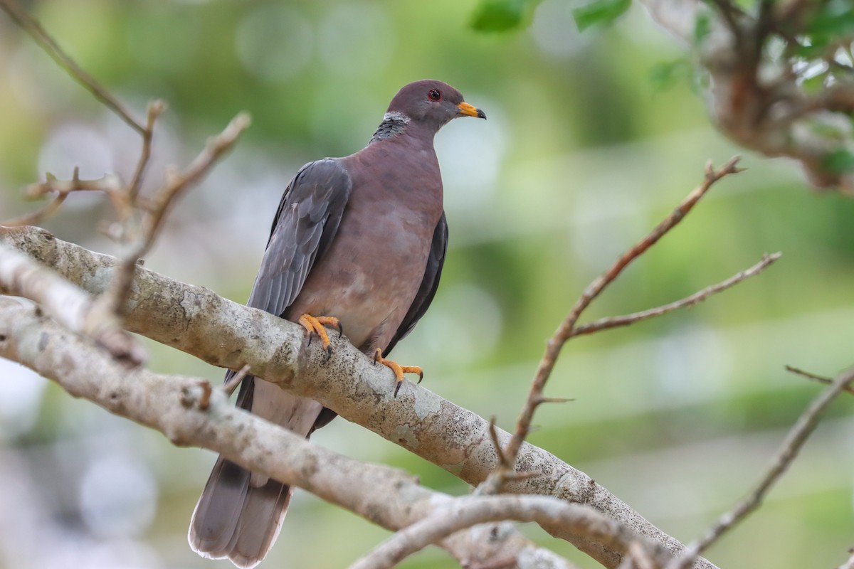 Band-tailed Pigeon - ML480159471