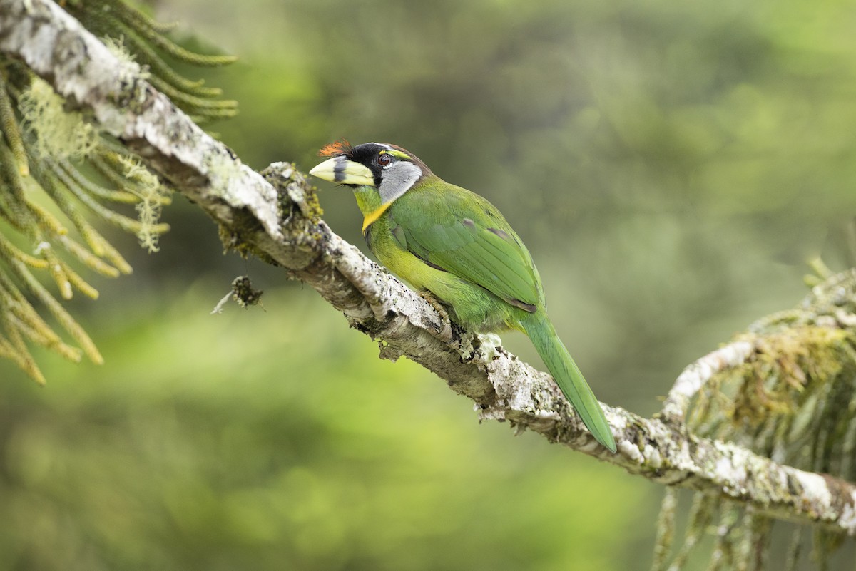 Fire-tufted Barbet - ML480160721