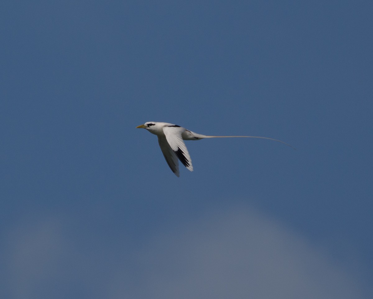 White-tailed Tropicbird - ML480163321