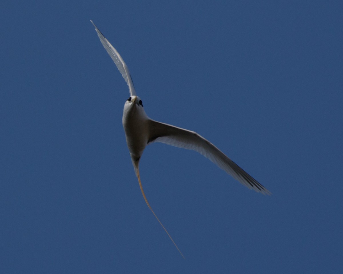 白尾熱帶鳥 - ML480163331
