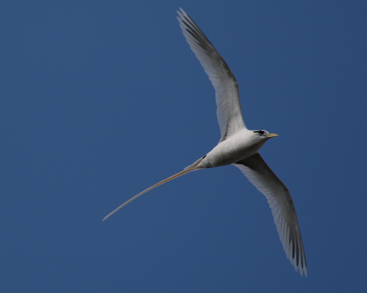 白尾熱帶鳥 - ML480163341