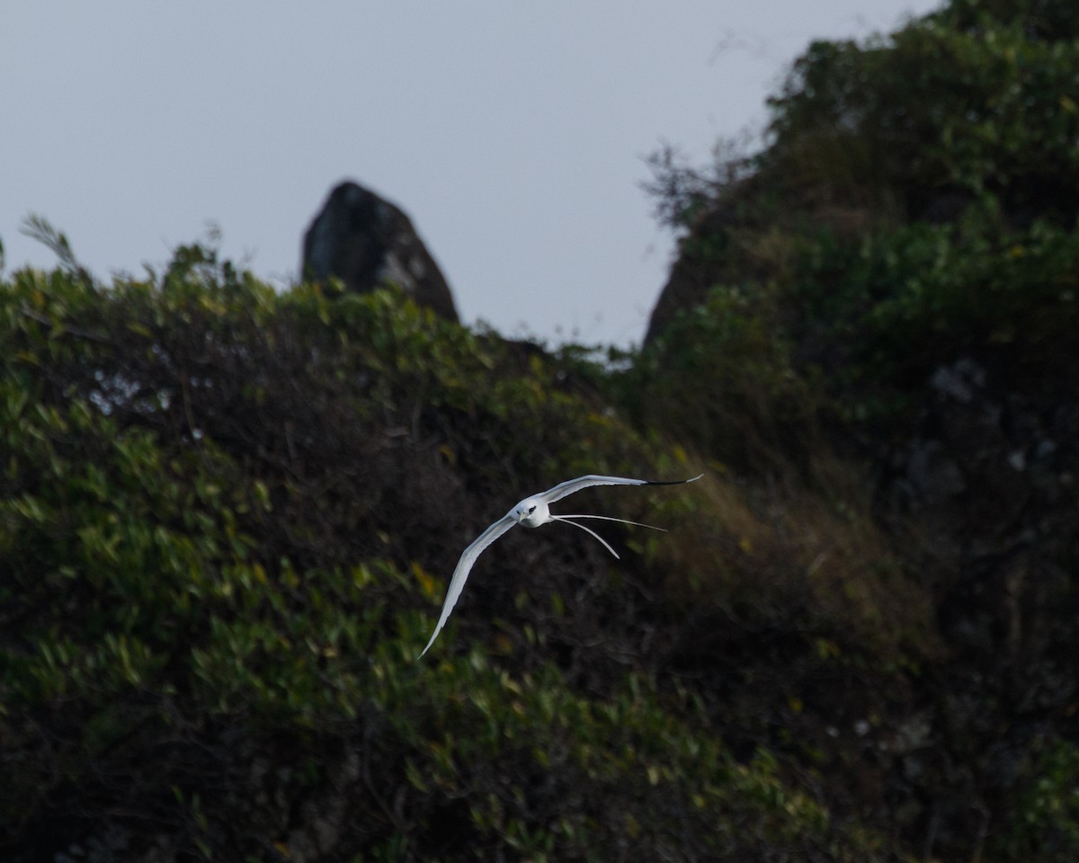 白尾熱帶鳥 - ML480163491