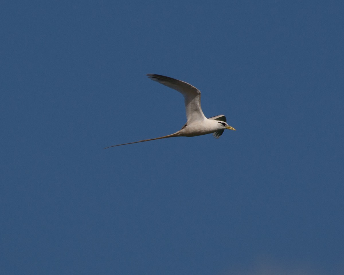 White-tailed Tropicbird - ML480163501