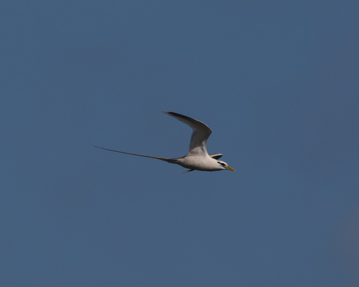 White-tailed Tropicbird - ML480163511