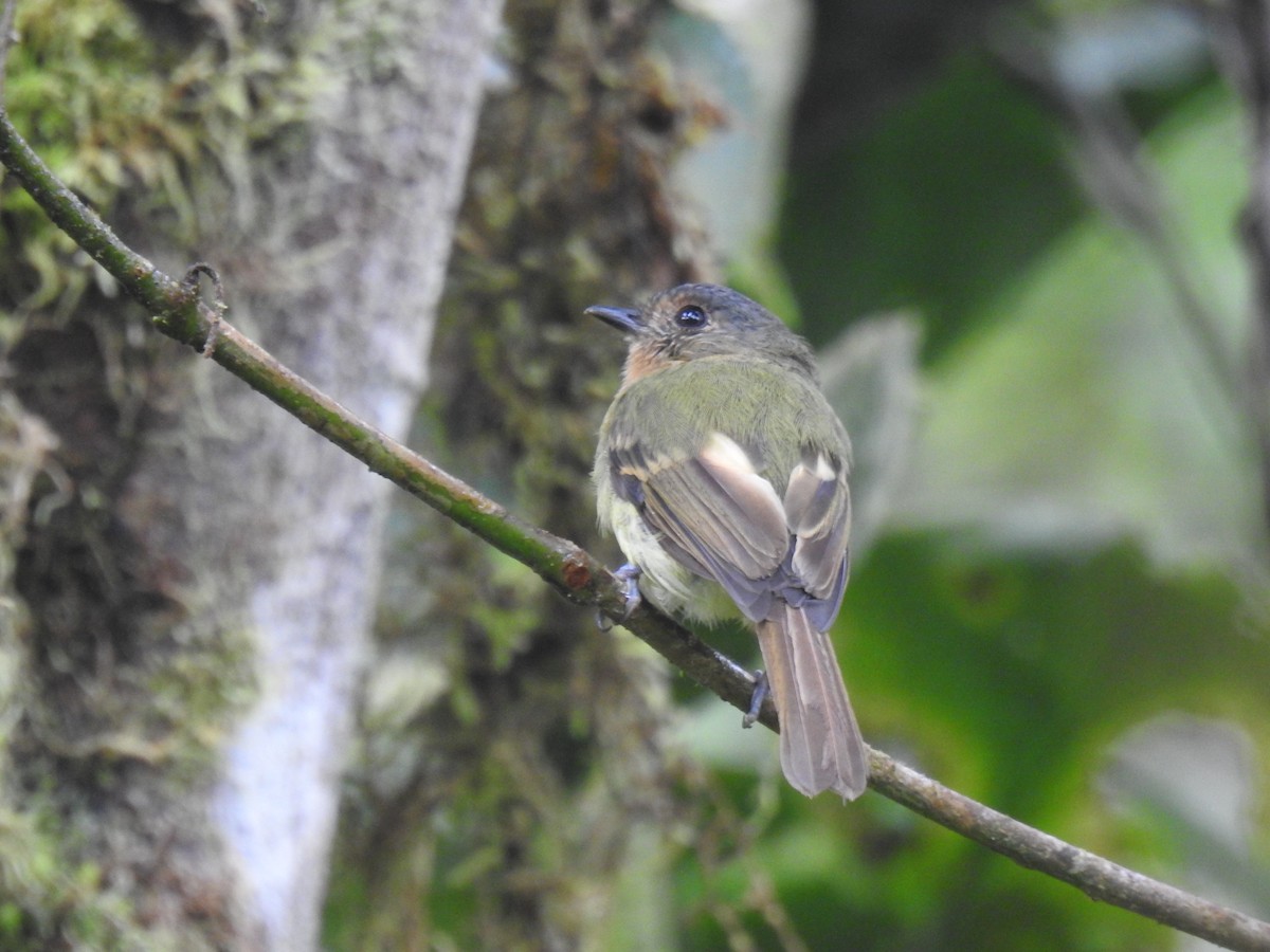 Rufous-breasted Flycatcher - Luis Espinosa