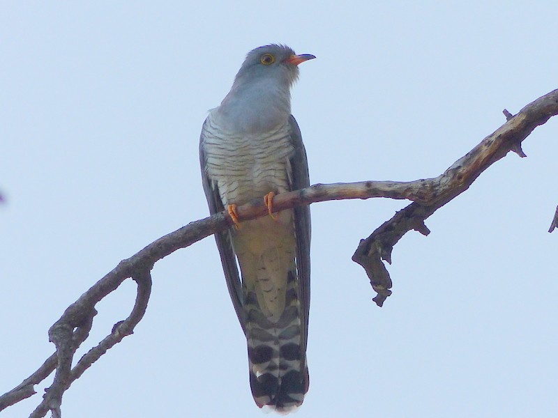 African Cuckoo - Simon Tonge