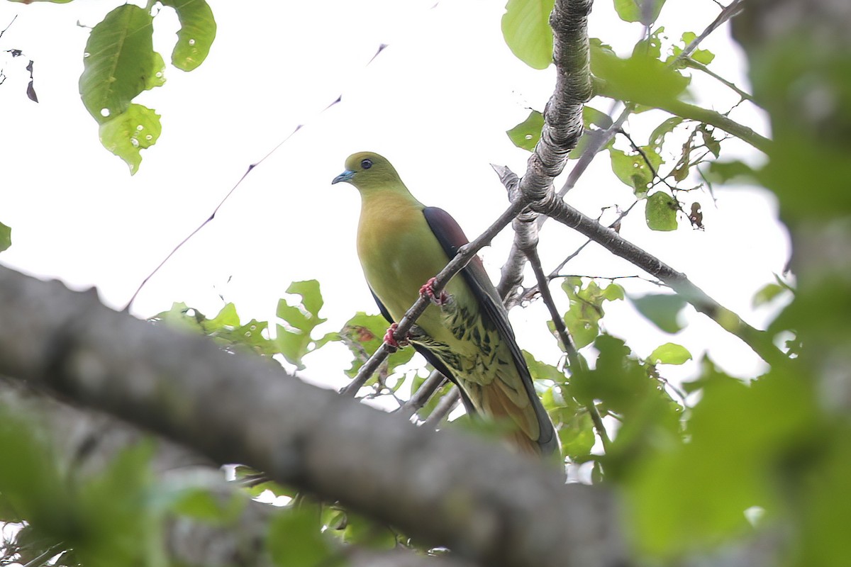 Wedge-tailed Green-Pigeon - Gaurang Bagda