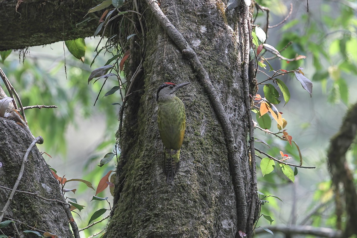 Gray-headed Woodpecker - ML480171481