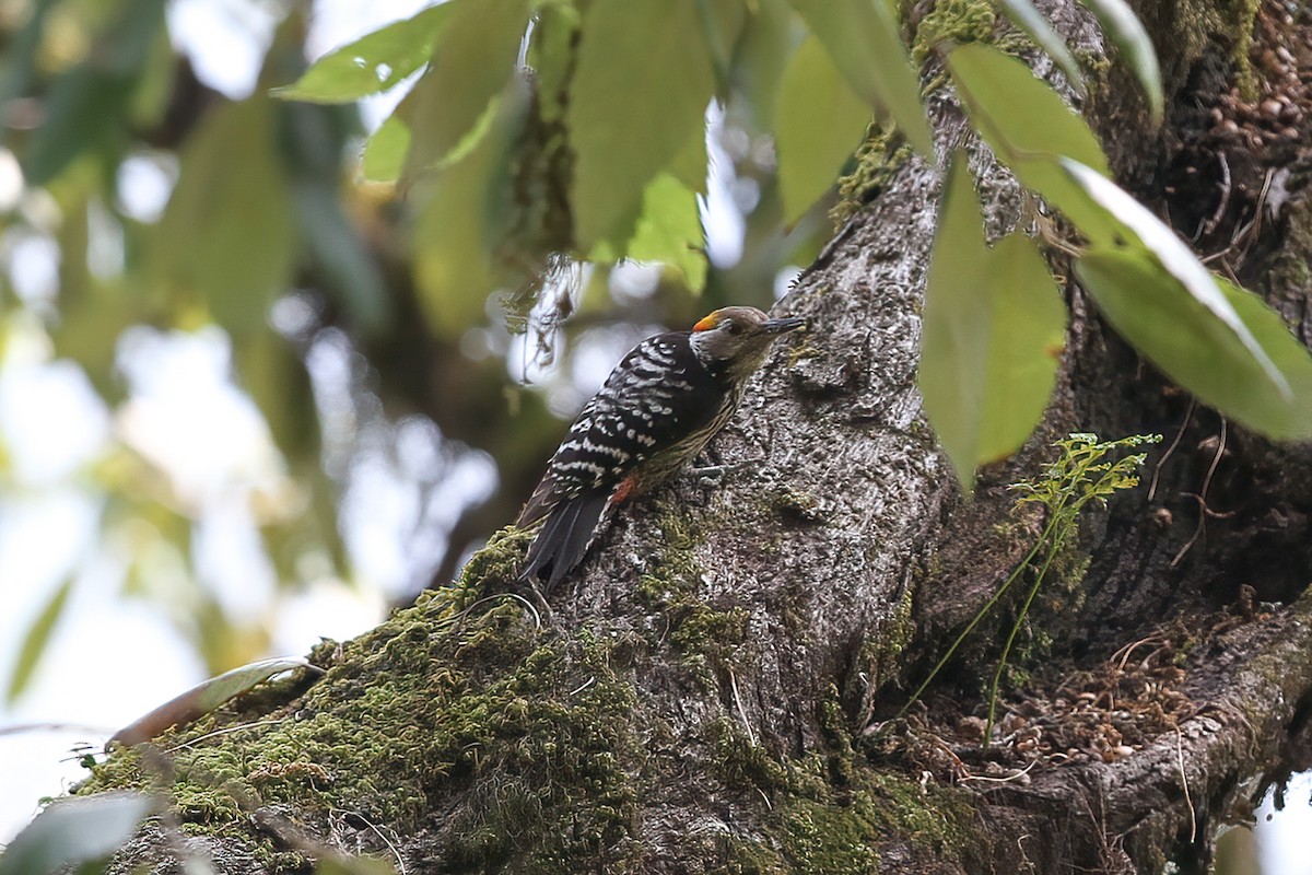 Brown-fronted Woodpecker - ML480172351