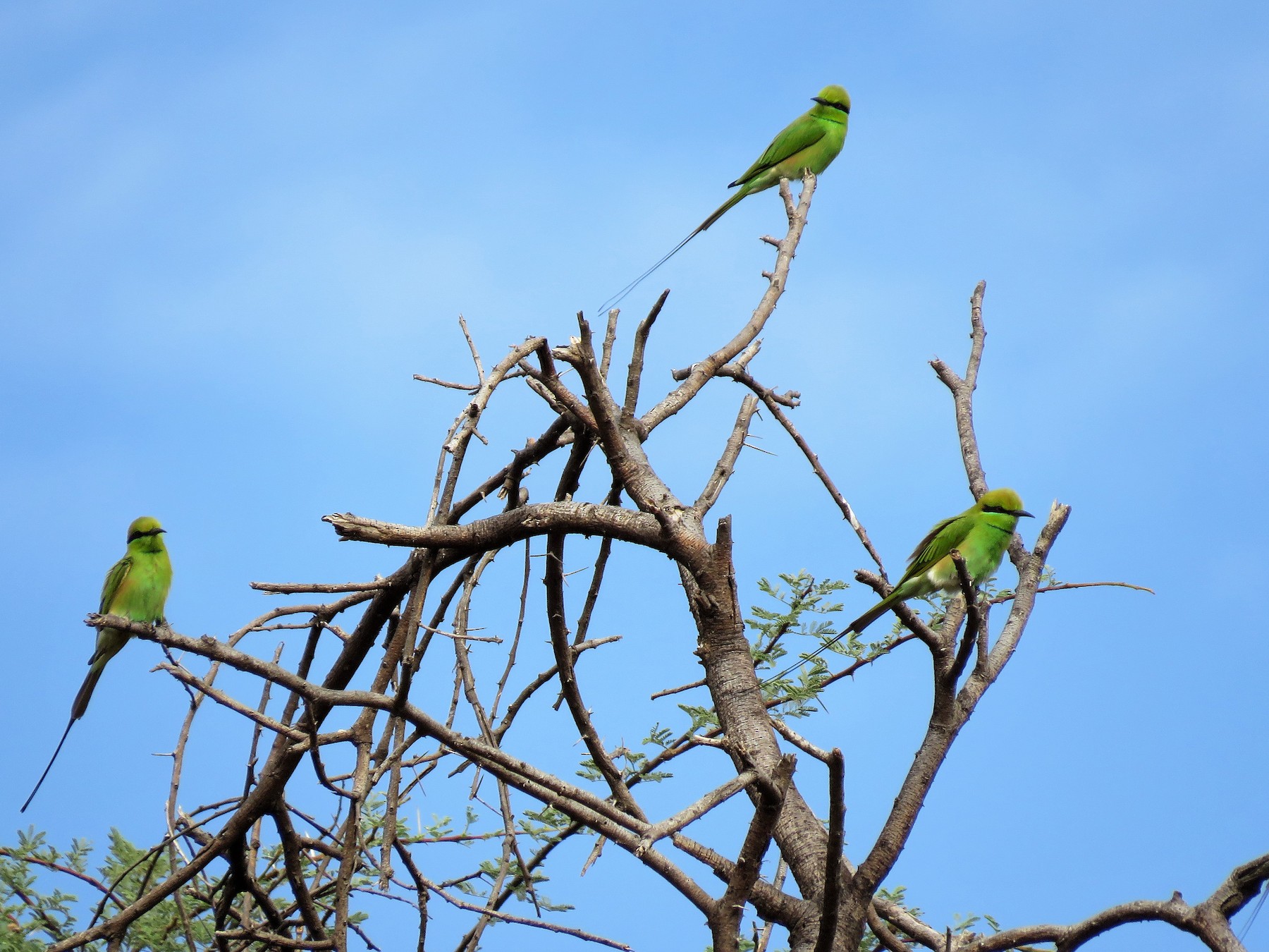 African Green Bee-eater - eBird