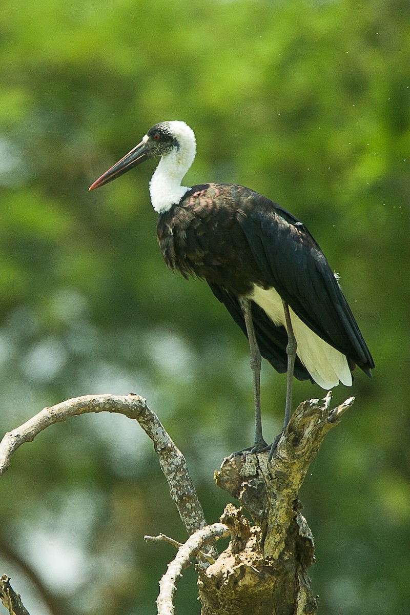 African Woolly-necked Stork - ML480175761
