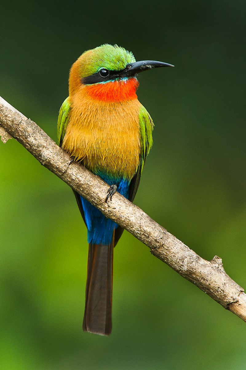 Red-throated Bee-eater - ML480176331