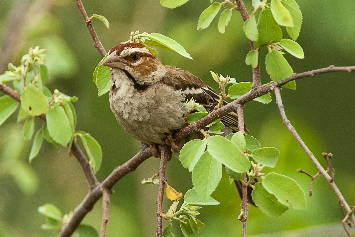 Chestnut-crowned Sparrow-Weaver - ML480176891