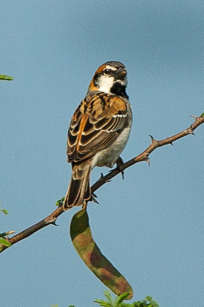 Shelley's Rufous Sparrow - ML480177011