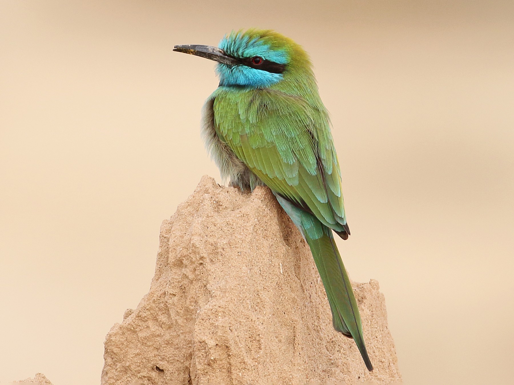 Arabian Green Bee-eater - Megan Perkins