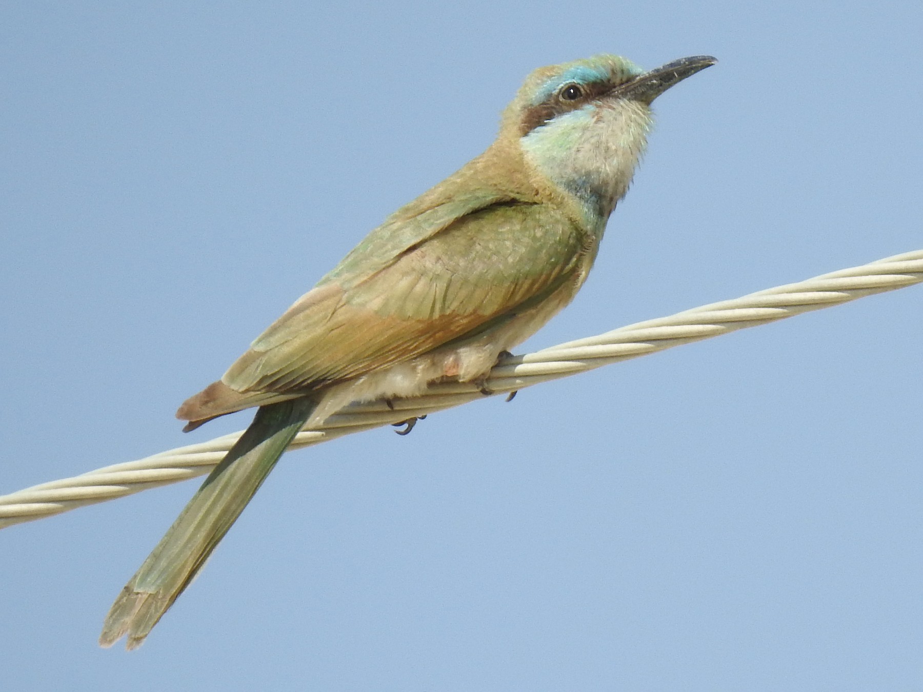 Arabian Green Bee-eater - צבי שוורצפוקס