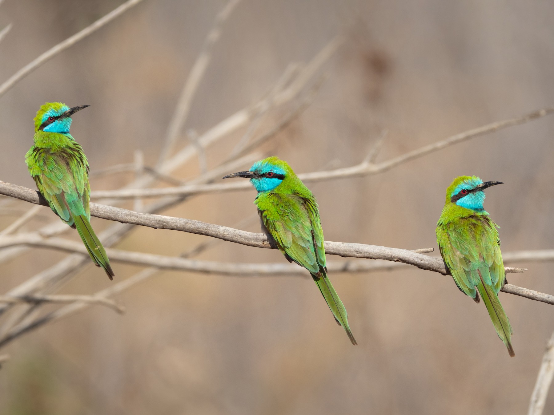 Arabian Green Bee-eater - Phil Chaon