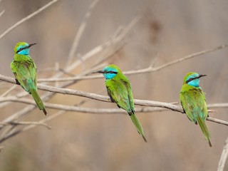 Adult - Phil Chaon - ML480177261