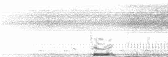 Nubiennachtschwalbe - ML480179101
