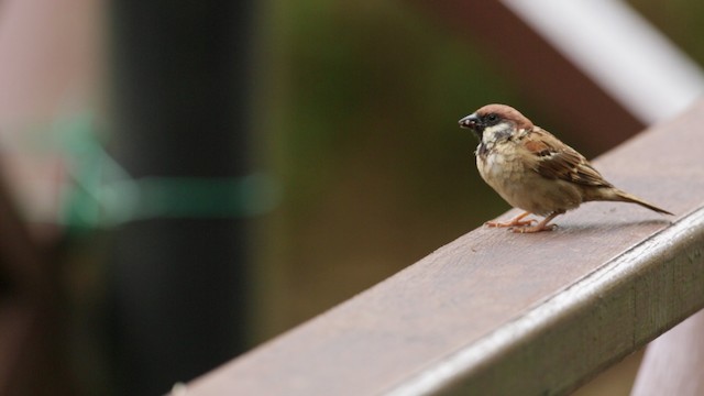 Eurasian Tree Sparrow - ML480183