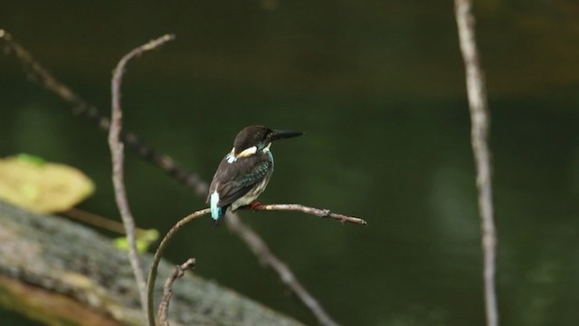 Blue-eared Kingfisher - ML480185