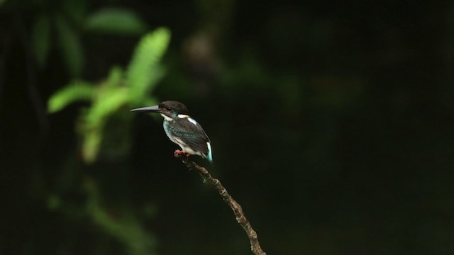 Blue-eared Kingfisher - ML480186