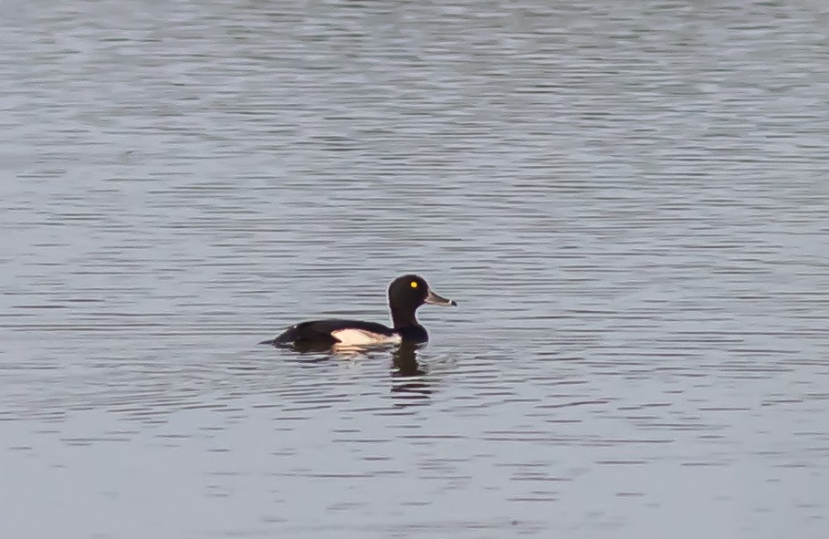 Tufted Duck - ML48018691