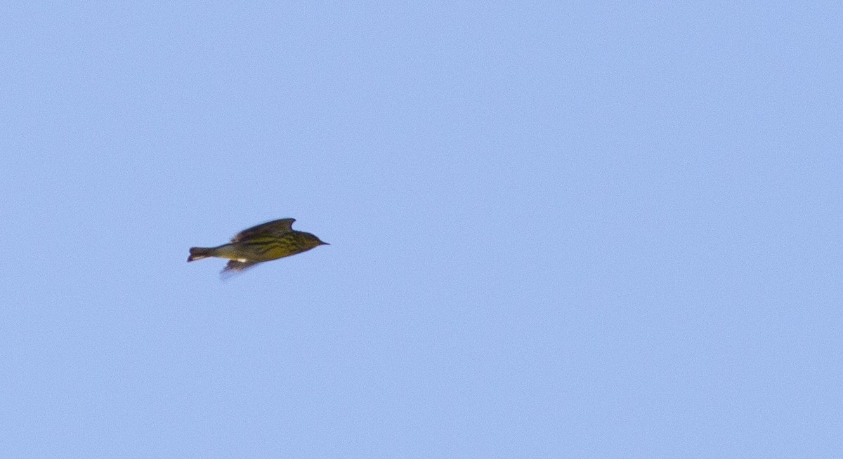 Cape May Warbler - ML480187241