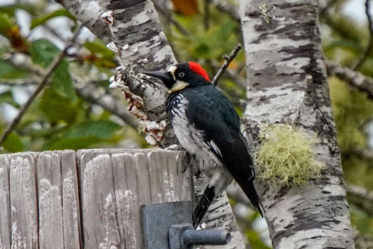 Acorn Woodpecker - ML480188931