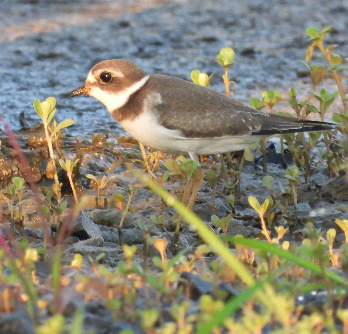 Semipalmated Plover - ML480191351
