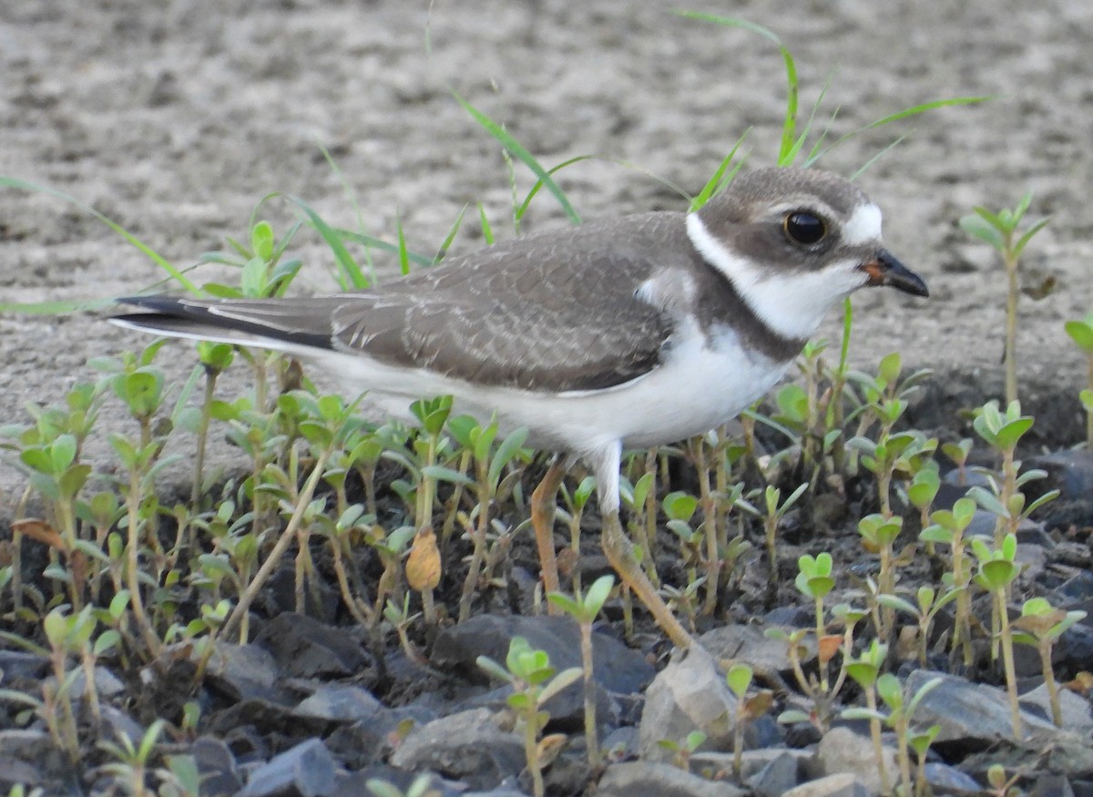 Semipalmated Plover - ML480191411