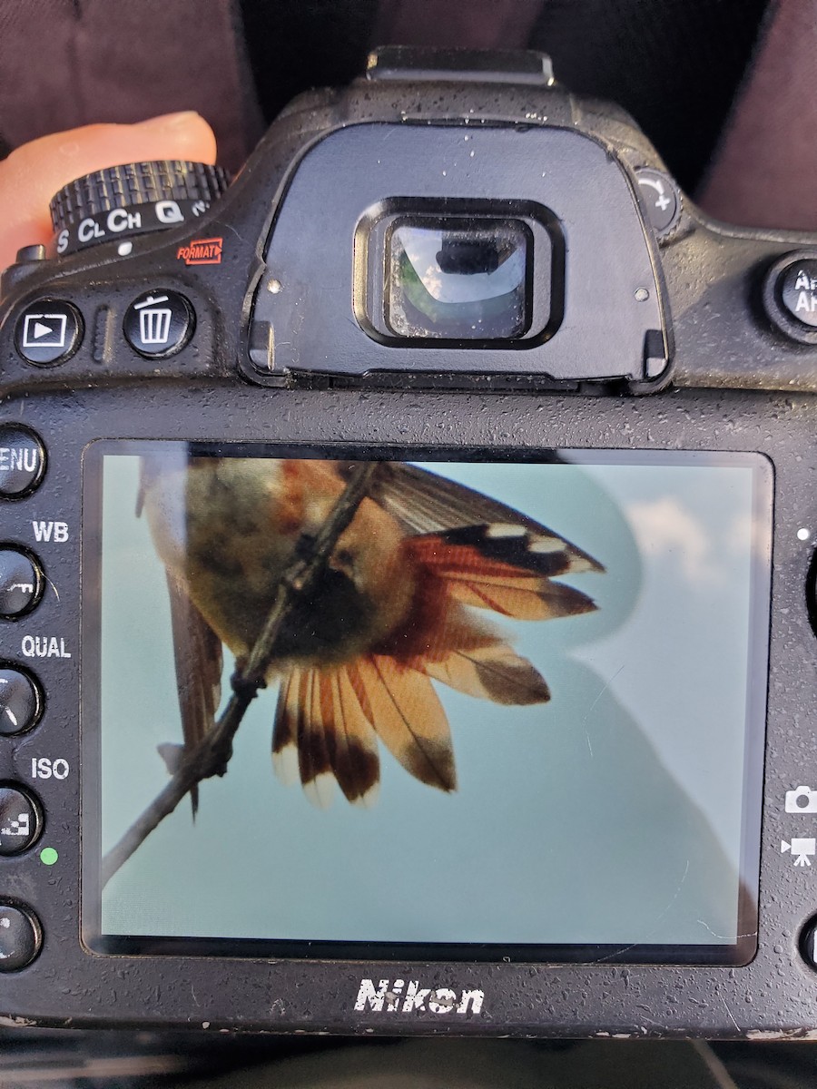 Rufous Hummingbird - ML480191551