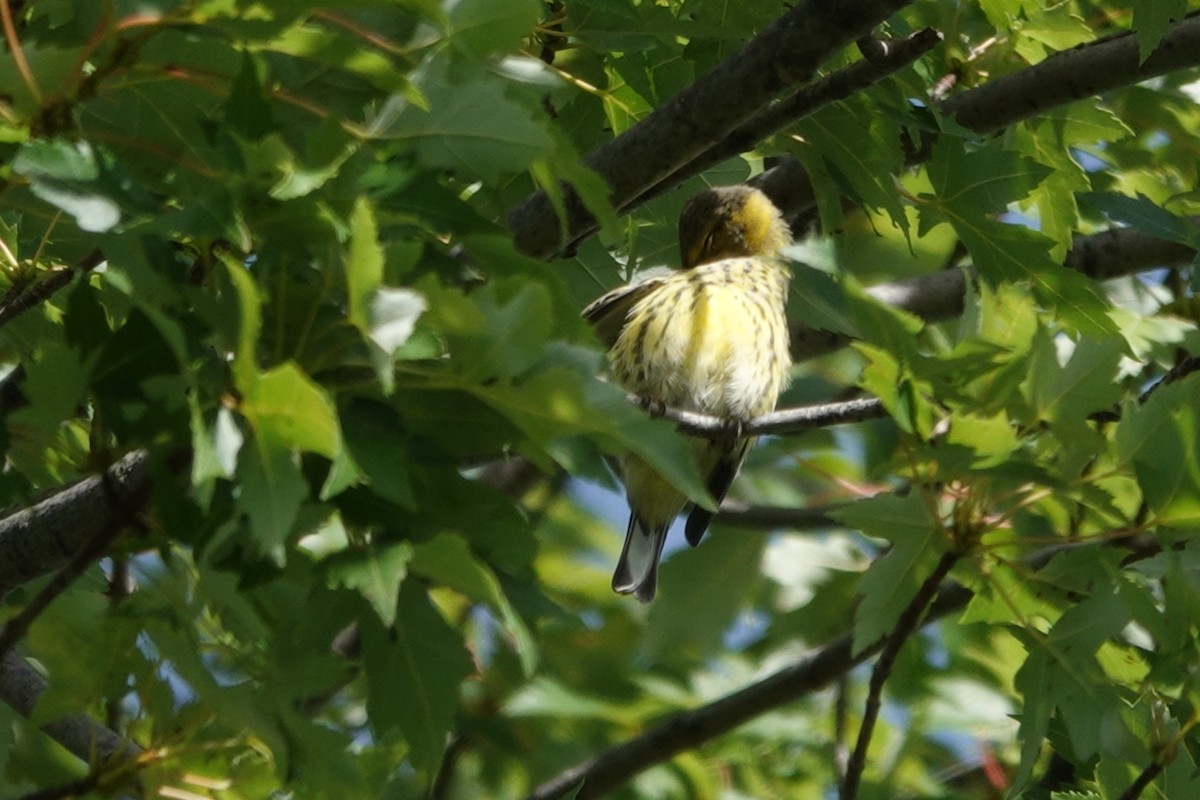 Cape May Warbler - ML480196631
