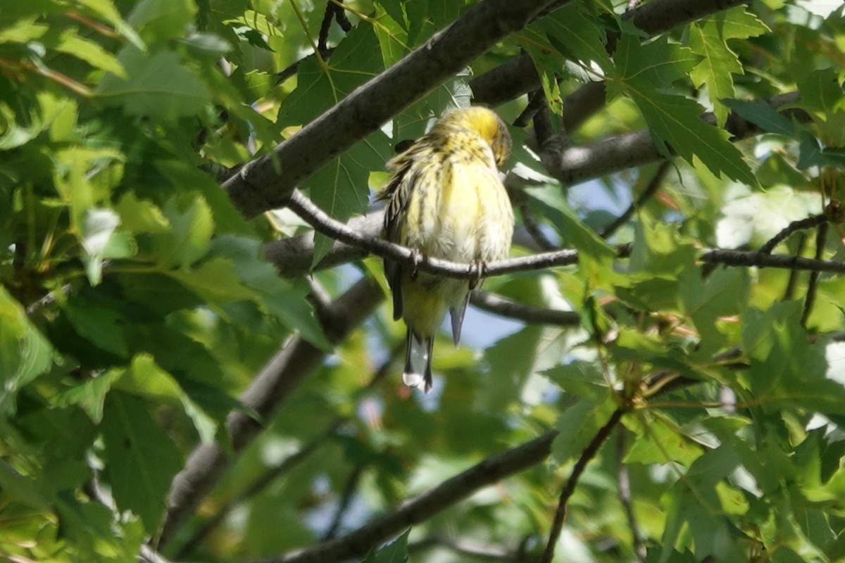 Cape May Warbler - ML480196671