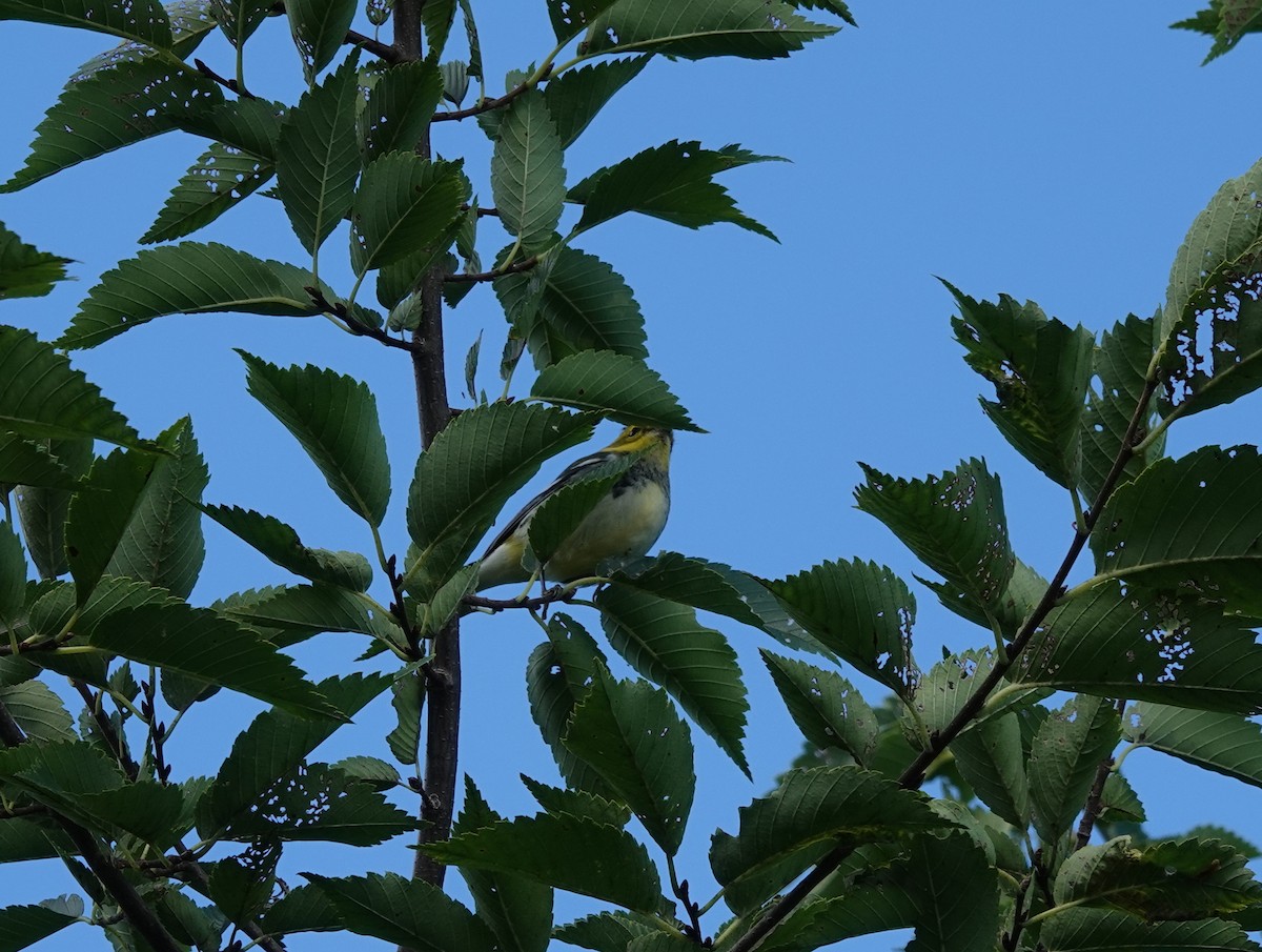 Black-throated Green Warbler - ML480196901