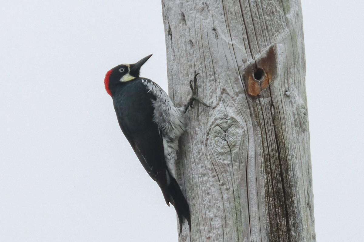 Acorn Woodpecker - ML480198981