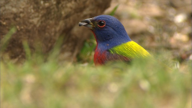 Painted Bunting - ML480199